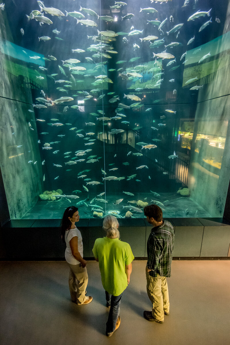 Müritzeum Aquarium