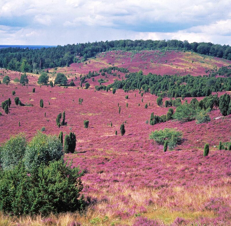 Blühende Heidelandschaft in der Lüneburger Heide
