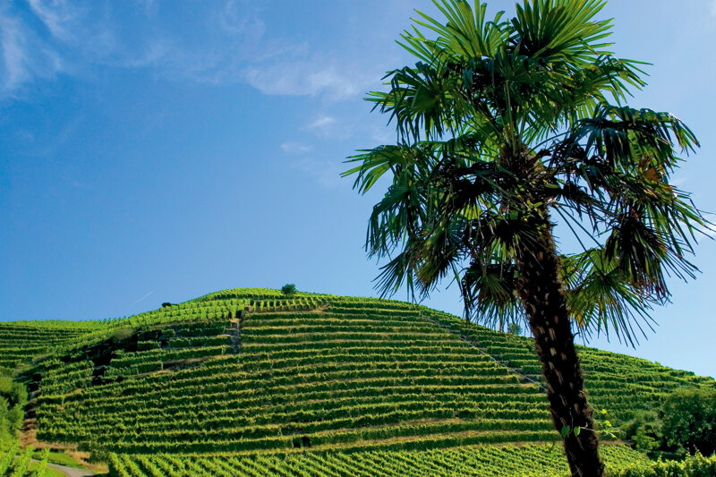 Baden-Baden Rebland C Baden-Baden Kur & Tourismus GmbH (5)