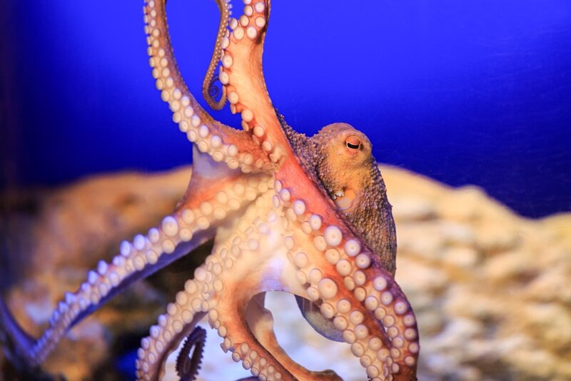 Oktopus im SEA LIFE Speyer