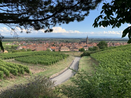 Dambach-la-Ville © A. Scholly - ADT