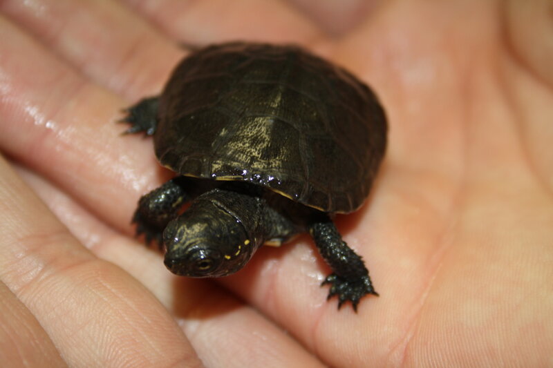 Sumpfschildkröte Emi SEA LIFE Speyer