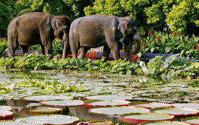 Elefanten und Seerosenteich
