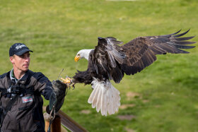 Wildparadies - Greifvogelvorführung © Erlebnispark Tripsdrill