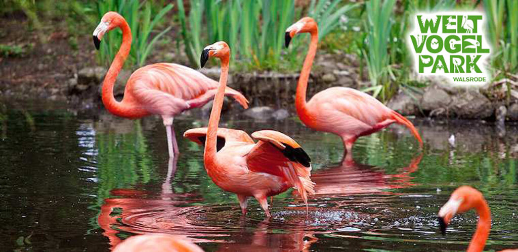 Weltvogelpark Walsrode Kurzurlaub | Exklusive Reisepakete