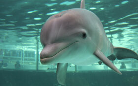 Duisburg Zoo Delphin