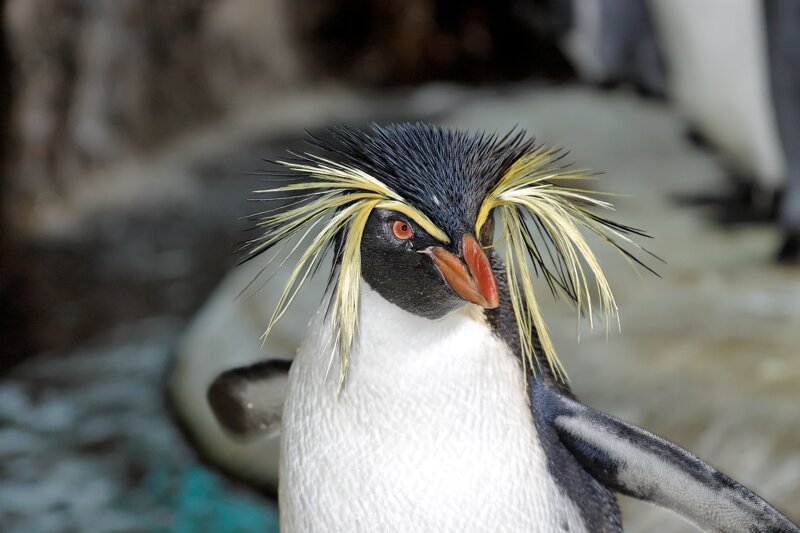 Pinguin im Zoologischen Garten Berlin