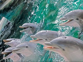 Delfinfamilie S Gräfen