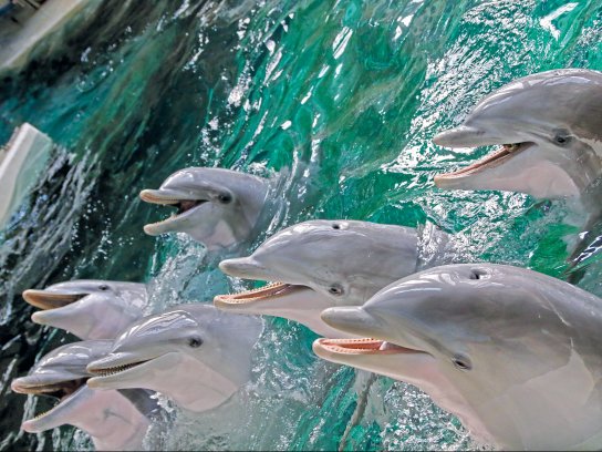 Delfinfamilie S Gräfen