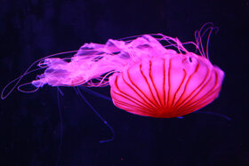 Qualle c Sea Life Deutschland GmbH