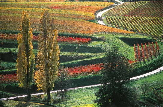 Weinreben in St. Martin