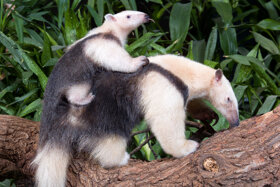 Tamandua © Michael Leibfritz