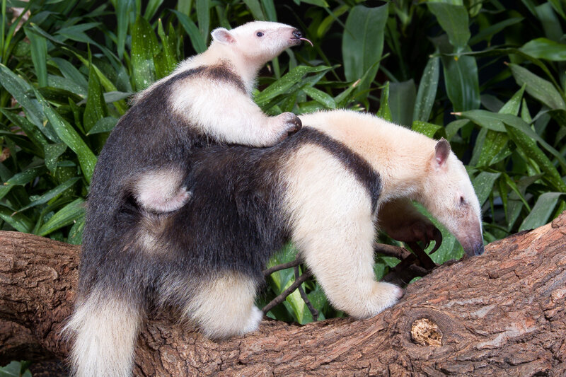 Zoo Frankfurt Tamandua