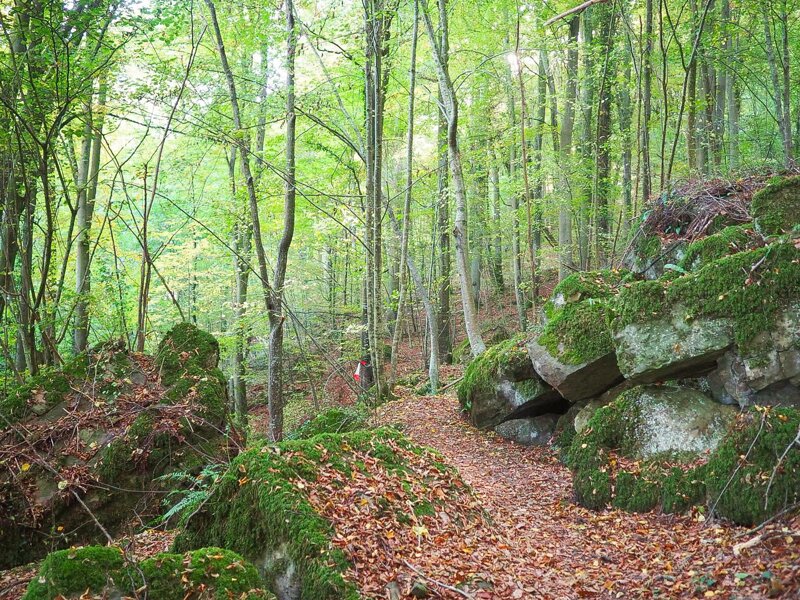 Bäume und Felsen im Müllerthal