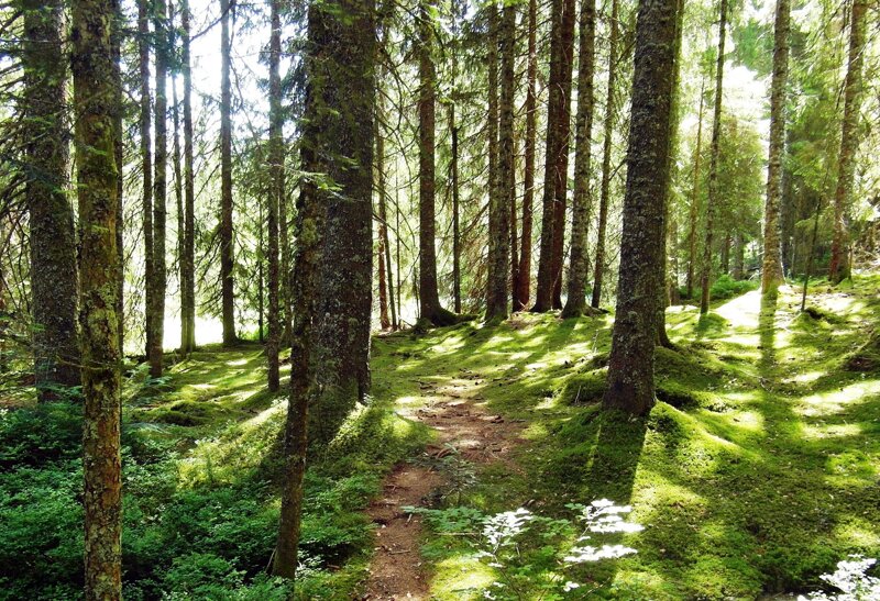 Dichter Schwarzwald-Wald wie entlang der Wutachschlucht