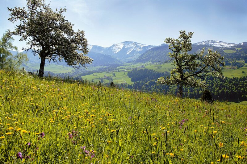 Frühling im Allgäu – Kurzurlaub Übernachtung in Oberstaufen