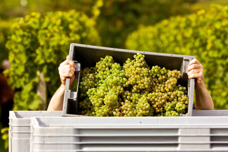 Weinberge in Deidesheim