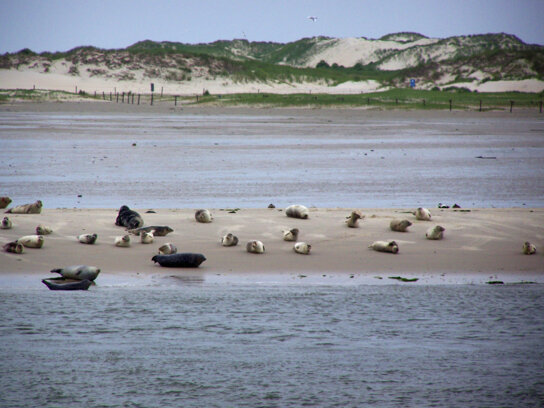 4105 Seehundbaenke vor Norderney 1024 ® www.ostfriesland.travel