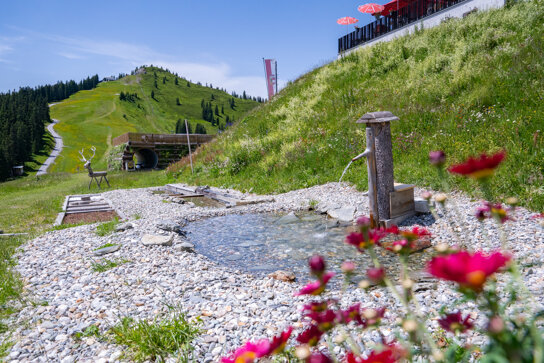 Brunnen auf der Alm mit Blumen im Vordergrund