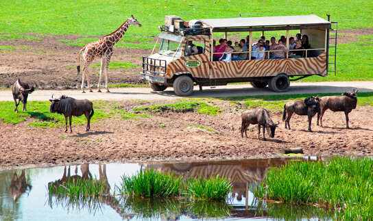 02-Serengeti-Safari