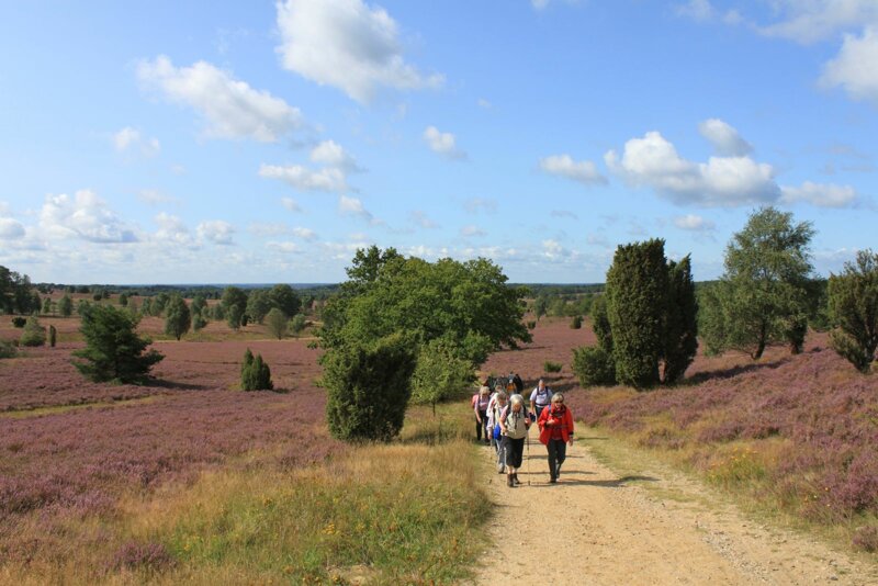 Wanderer auf dem Weg zum Wilseder Berg in der Lüneburger Heide – Tourist Info Schneverdingen