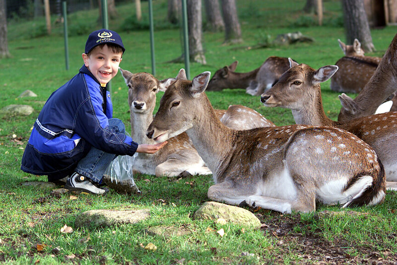Damwild im Freigehege des Wildpark Lüneburger Heide