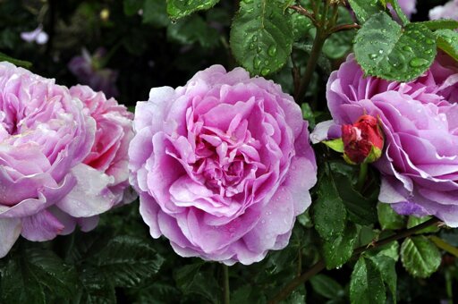 Rosenweg - Freudenstadt (Schwarzwald)