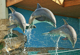Duisburg Zoo delphine springen