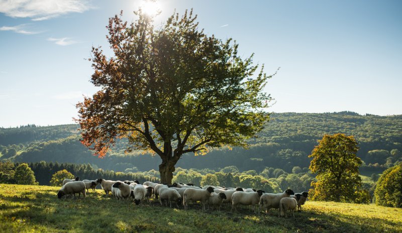 Baum mit Schafen in der Rhön