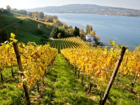 Weingut Lampert am Untersee C Jochen Eichler