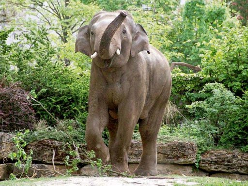 Tööröö - tierische Wildnis mitten in Leipzig