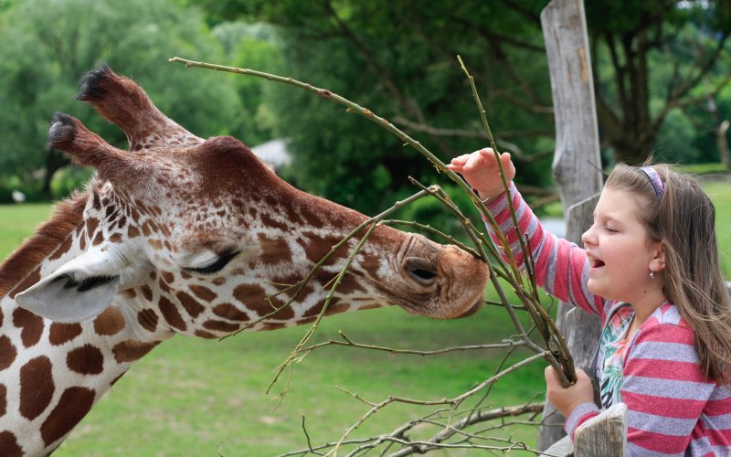 junges Mädchen füttert eine Giraffe im Zoo Bad Belohrad