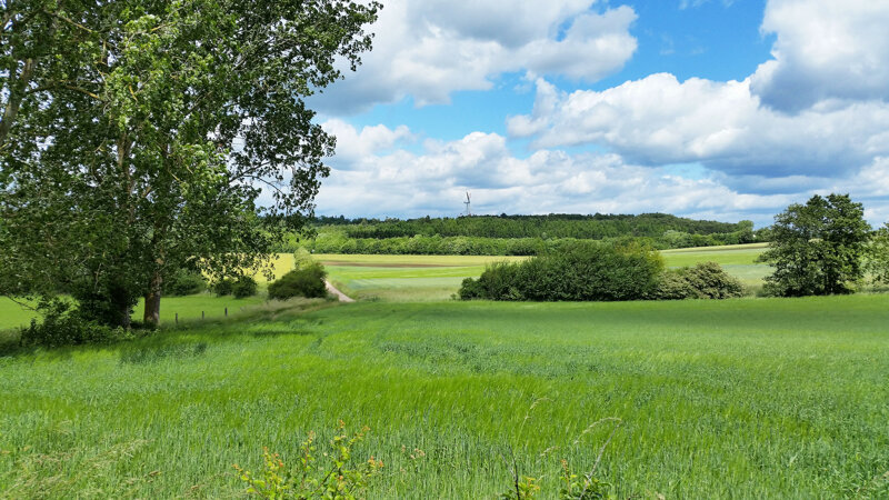 Königswäldchen bei Bitburg