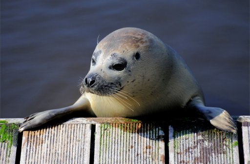 Westküstenpark & Robbarium - St. Peter-Ording