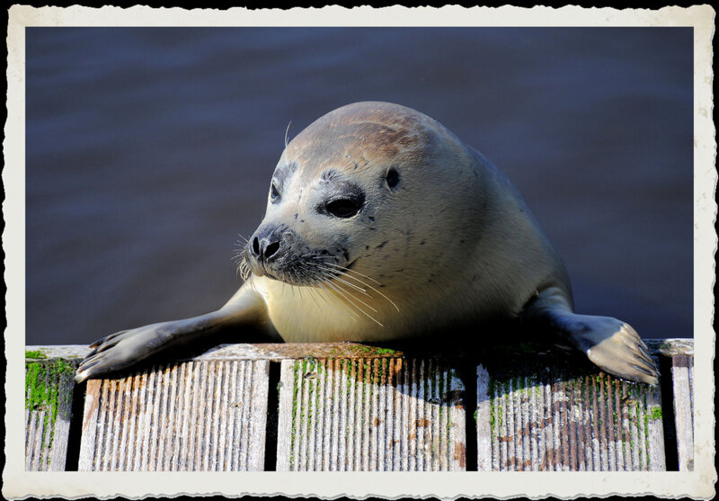 Seehundbaby (Heuler) in der Nordsee