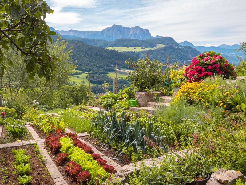 Koch erntet Gemüse im Garten des Hotels