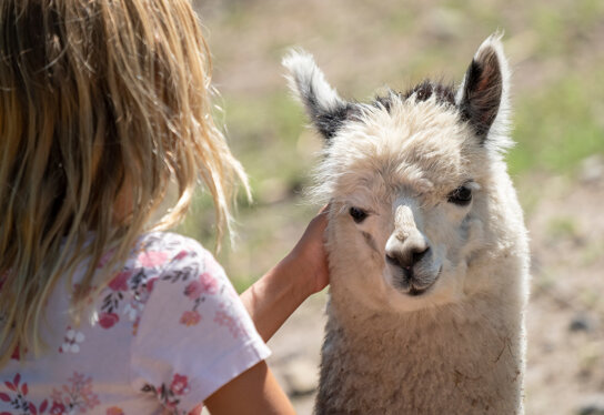 28 Serengeti-Park - Streichel-Safari (Alpaka)