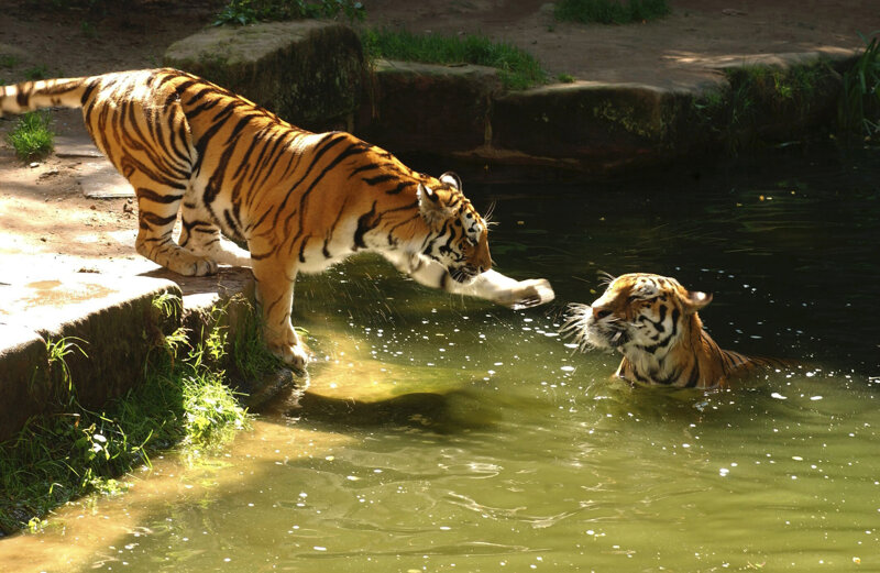 Tiger im Tiergarten in Nürnberg