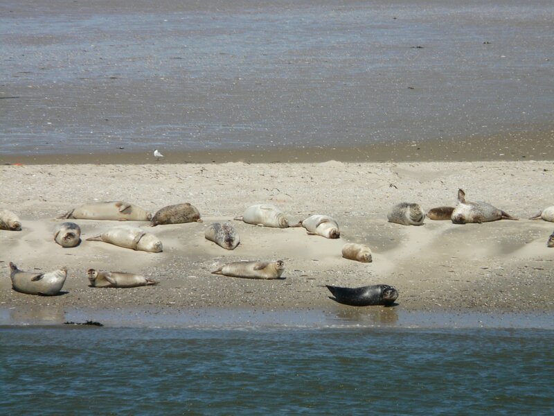 Seehunde auf einer Sandbank in der Nordsee