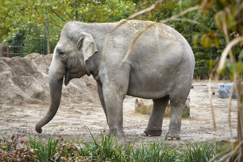 Elefant Allwetterzoo