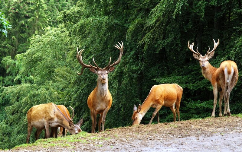 Hirsche im Wild- und Erlebnispark Daun