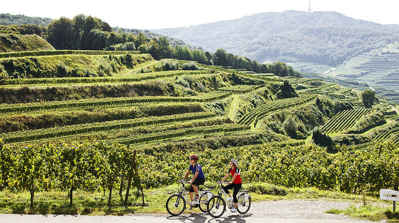 Radfahrer in den Weinbergen