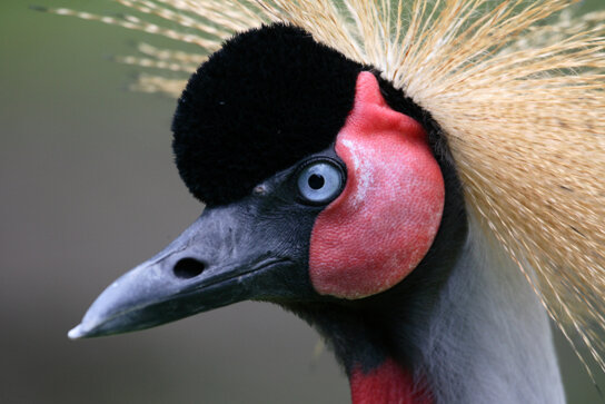 Luisenpark Vogelkoppf