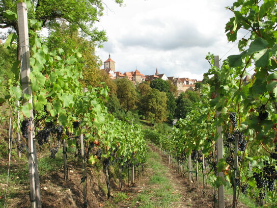 Rothenburg Tourismus Service, Weinberg