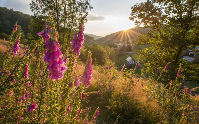 Natur im Schmallenberger Sauerland