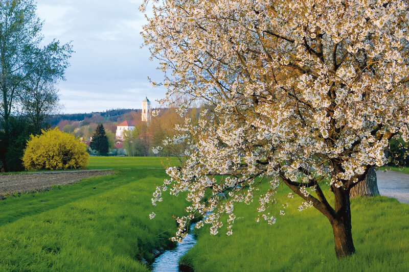 Bachlauf und blühender Baum