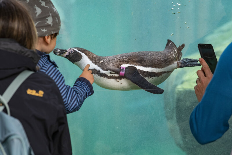 Kinder beobachten die Pinguine