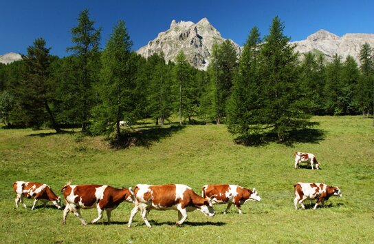 Saint-Martin-d'Entraunes,Kühe c CRT Côte d'Azur Georges Veran