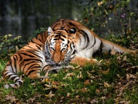 Tiger c pixabay