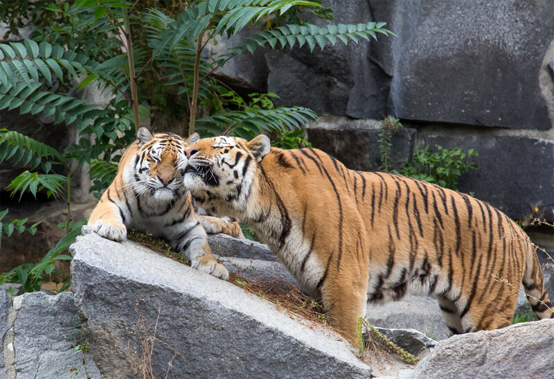 Tiger im Tierpark Berlin